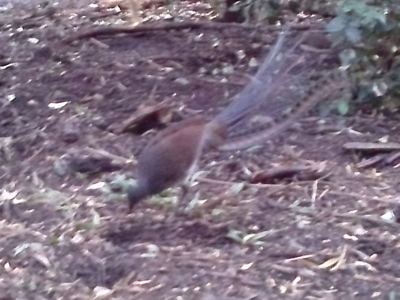 Lyre bird.jpg